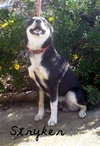 Stryker