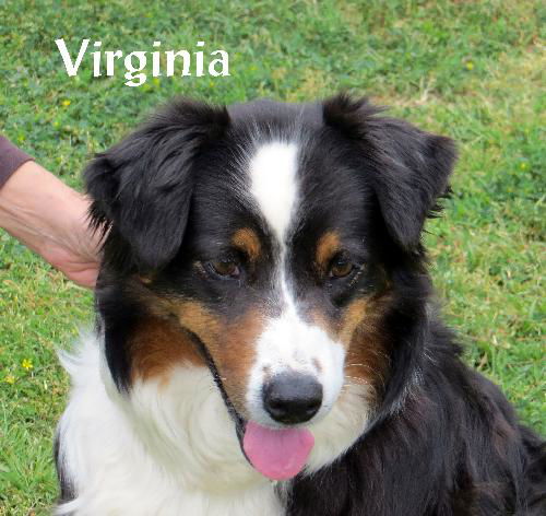 Virginia (Ritzy-GrandPaws)