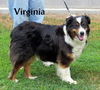 Virginia (Ritzy-GrandPaws)