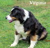 Virginia (Ritzy-GrandPaws)