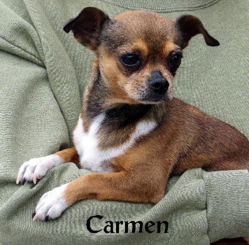 Carmen ( GrandPaws)