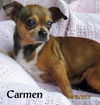 Carmen ( GrandPaws)