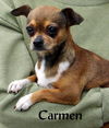 Carmen ( GrandPaws)