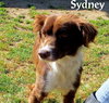 Sydney