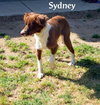 Sydney