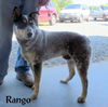 Rango (Ritzy)