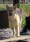 Blondie (Ritzy)