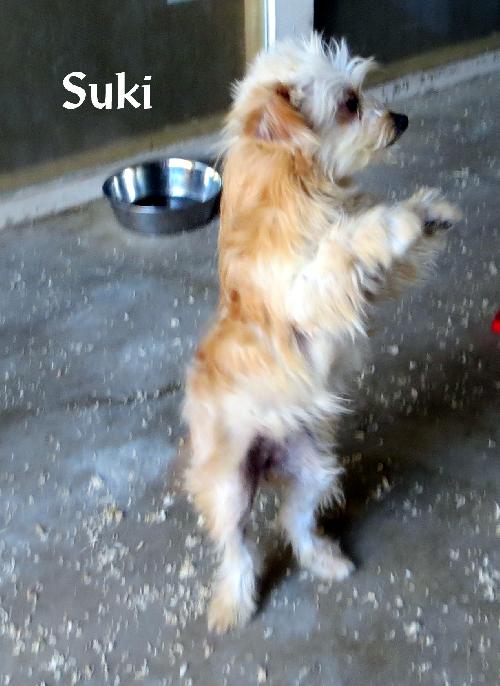 Suki (Puppy)