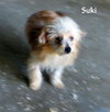 Suki (Puppy)