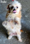 Suki (Puppy)