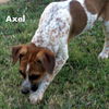 Axel (Puppy)