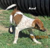 Axel (Puppy)