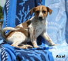 Axel (Puppy)