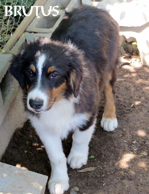 Aussie Pups (Posh Puppy)