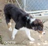 Aussie Pups (Posh Puppy)