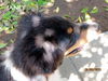 Aussie Pups (Posh Puppy)