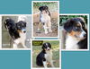 Aussie Pups (Posh Puppy)