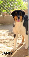 Aussie Pups (Posh Puppy)