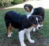 Aussie Pups (Posh Puppy)