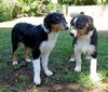 Aussie Pups (Posh Puppy)