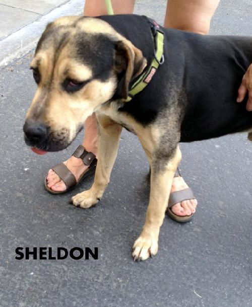 Sheldon