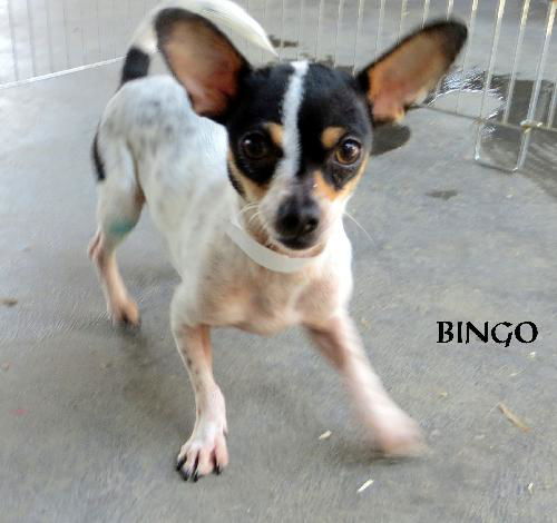 Bingo