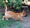 Kayley (Puppy)