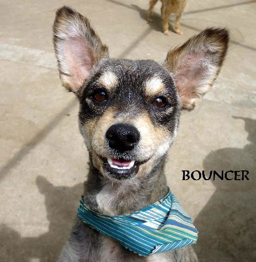 Bouncer