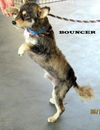 Bouncer