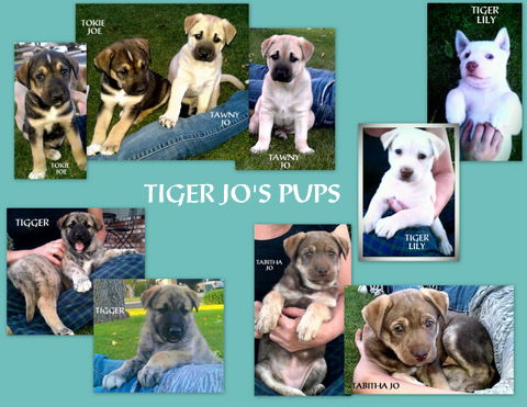 Tiger Jo's Pups