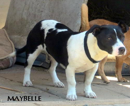 Maybelle