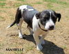 Maybelle