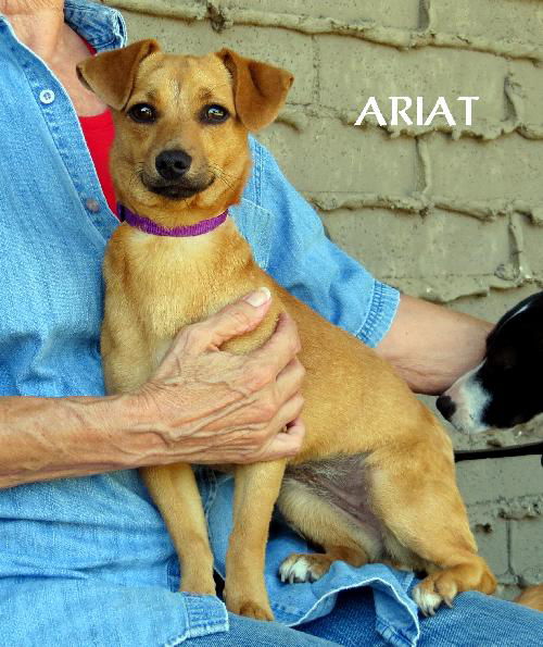 Ariat