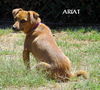 Ariat