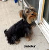 Sammy (Posh Puppy)