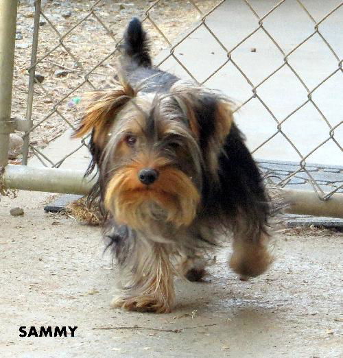 Sammy (Posh Puppy)