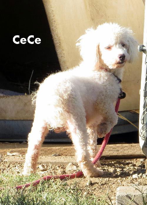 CeCe (Ritzy)