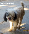 Sugarland (Ritzy)