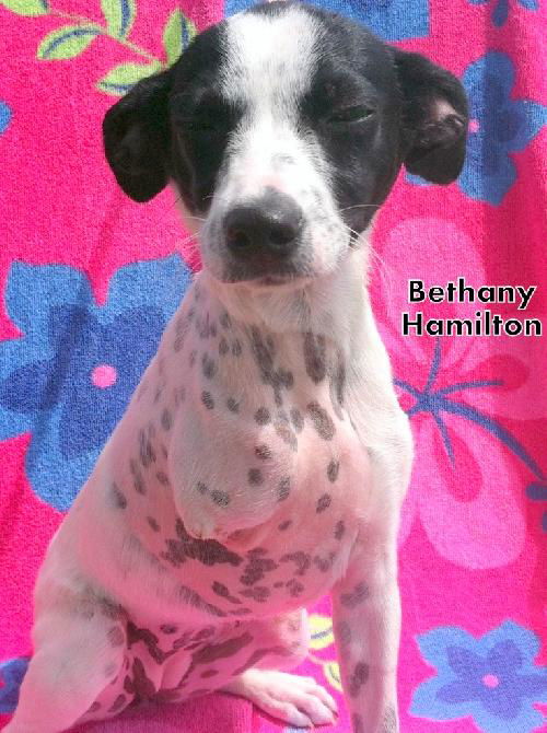 Bethany Hamilton (Puppy)