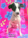 Bethany Hamilton (Puppy)