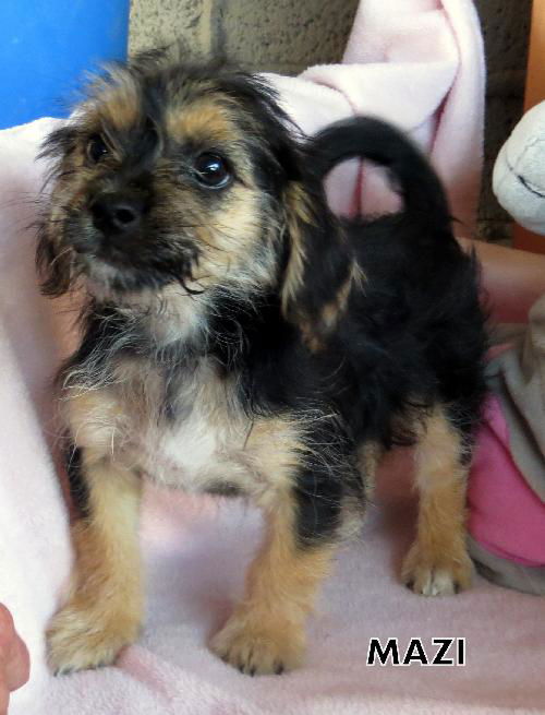 Mazi (Puppy)