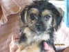 Mazi (Puppy)