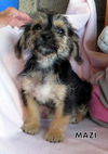 Mazi (Puppy)
