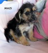 Mazi (Puppy)