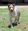 MoJo (Ritzy)