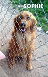 Sophie (Ritzy)