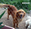 Sophie (Ritzy)