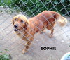 Sophie (Ritzy)