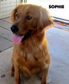 Sophie (Ritzy)