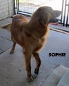 Sophie (Ritzy)
